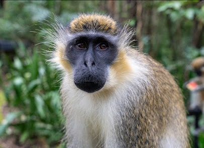Barbados Wildlife Reserve