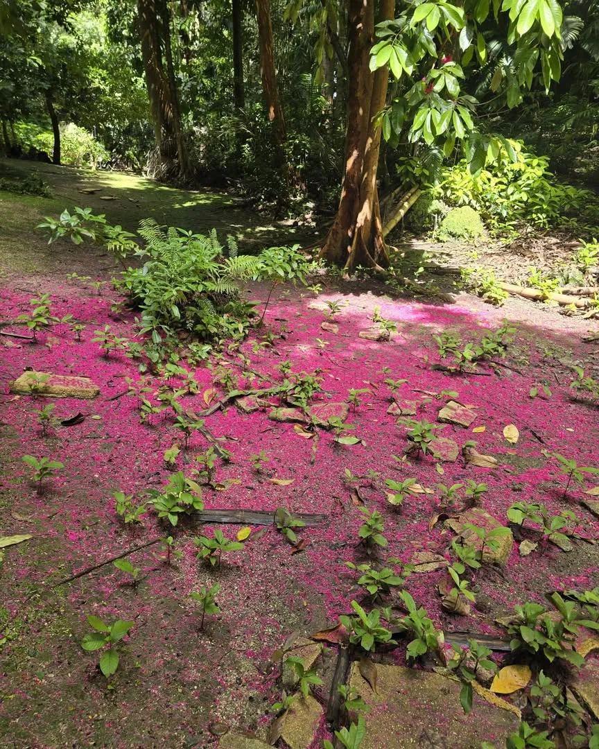 blossom on gully floor
