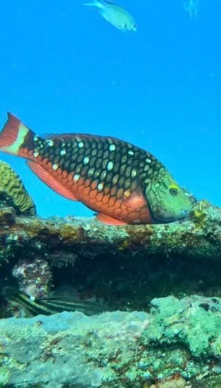 coloured fish