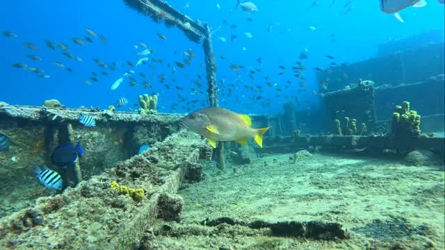 fishes around wreck