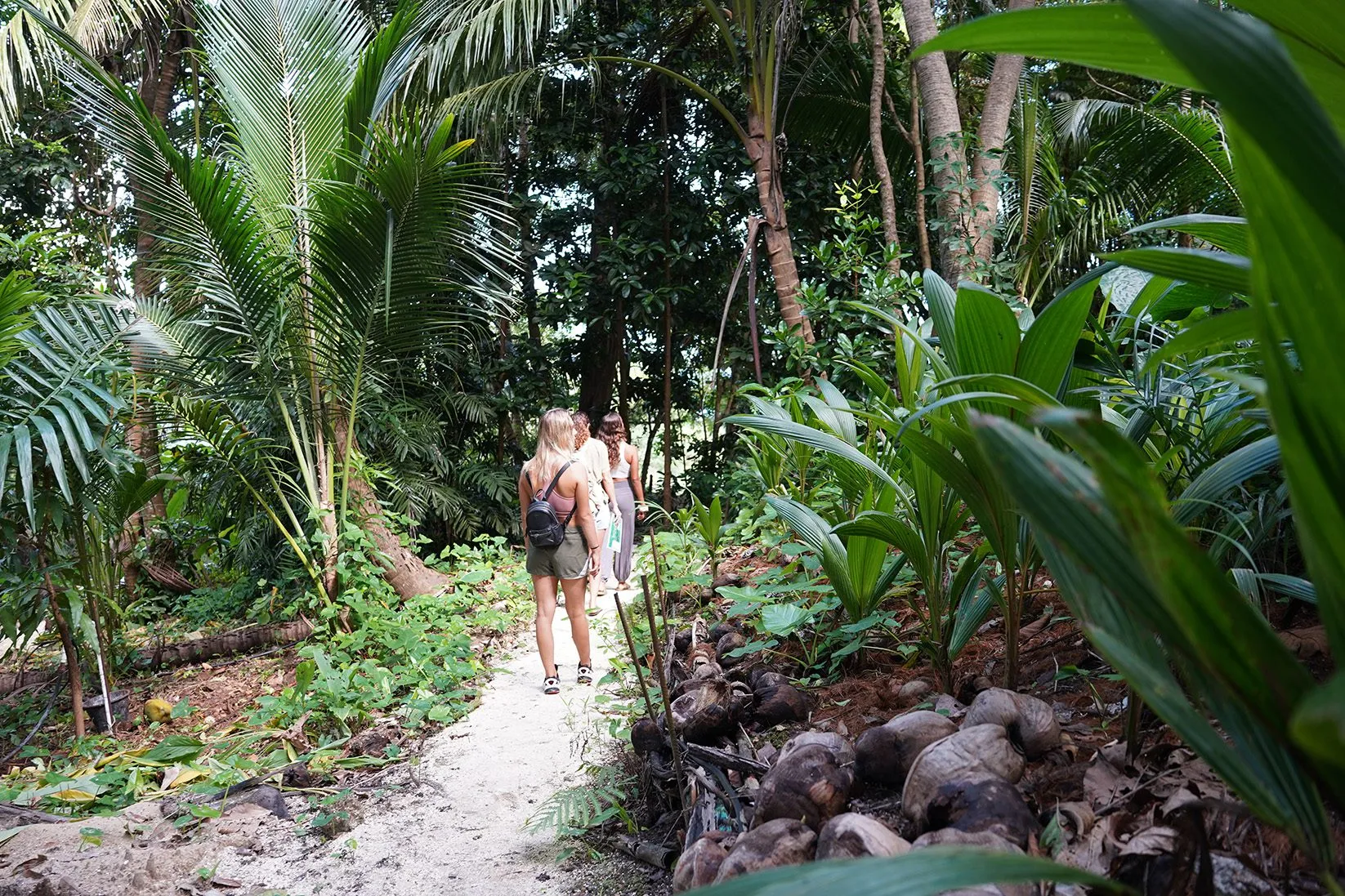 hike through the forest