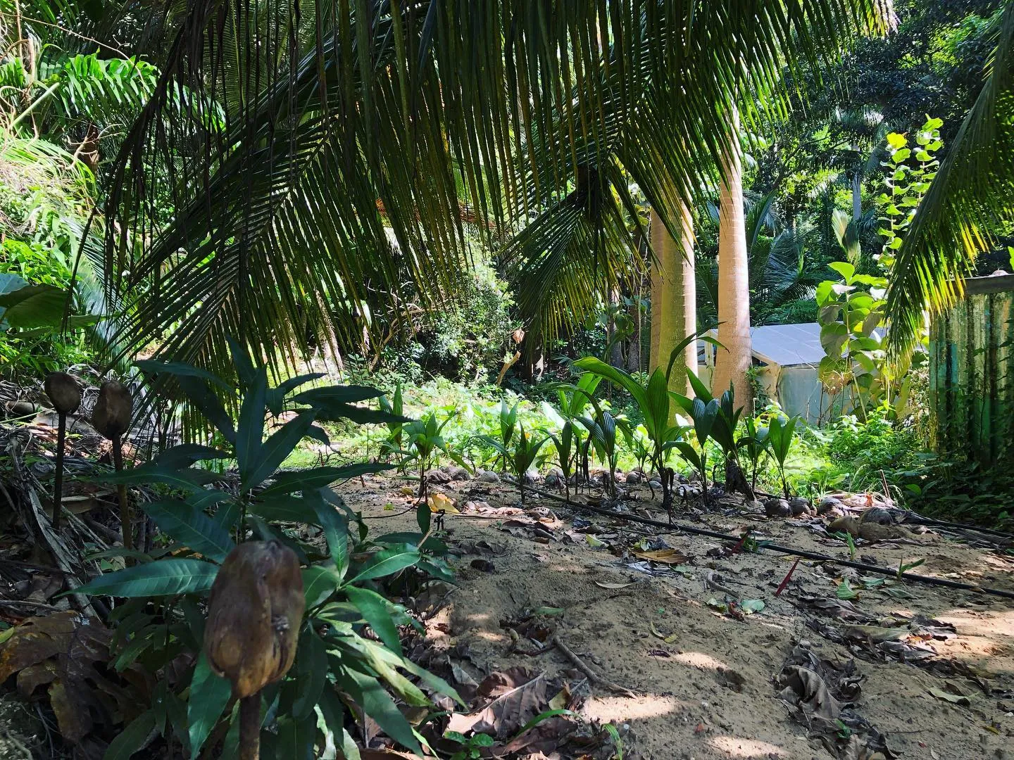 Little coconuts growing