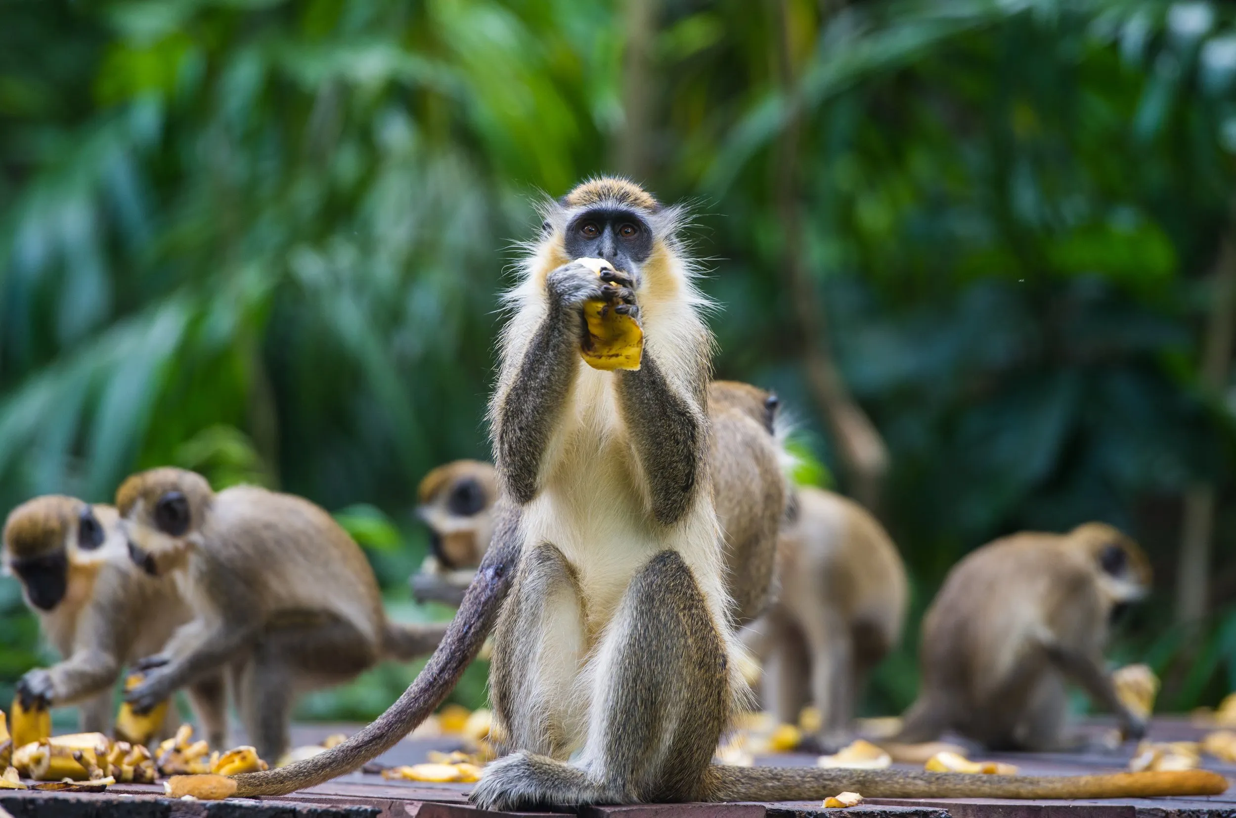 monkeys eating