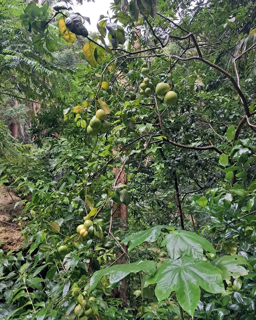 grapefruit growing