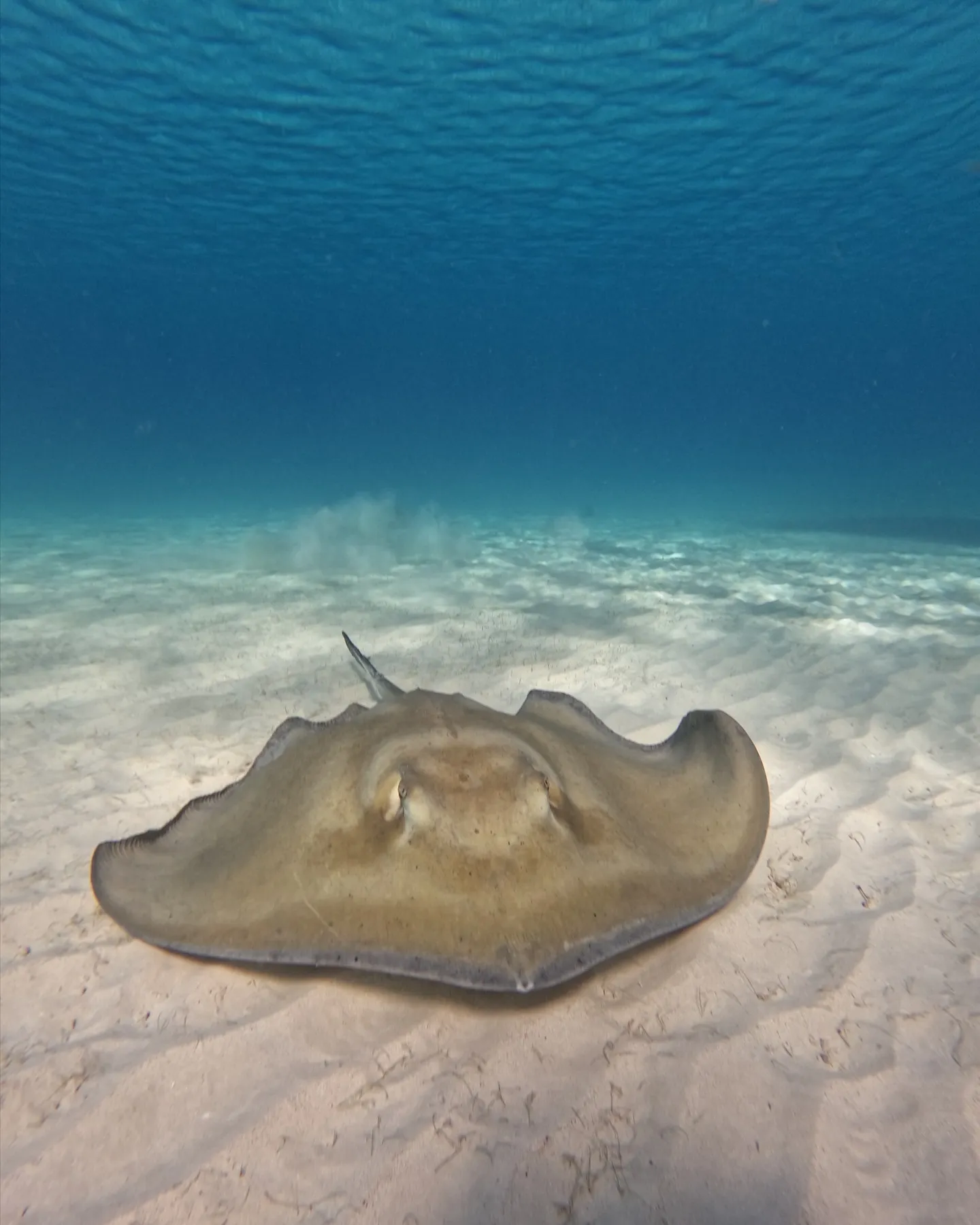 ray