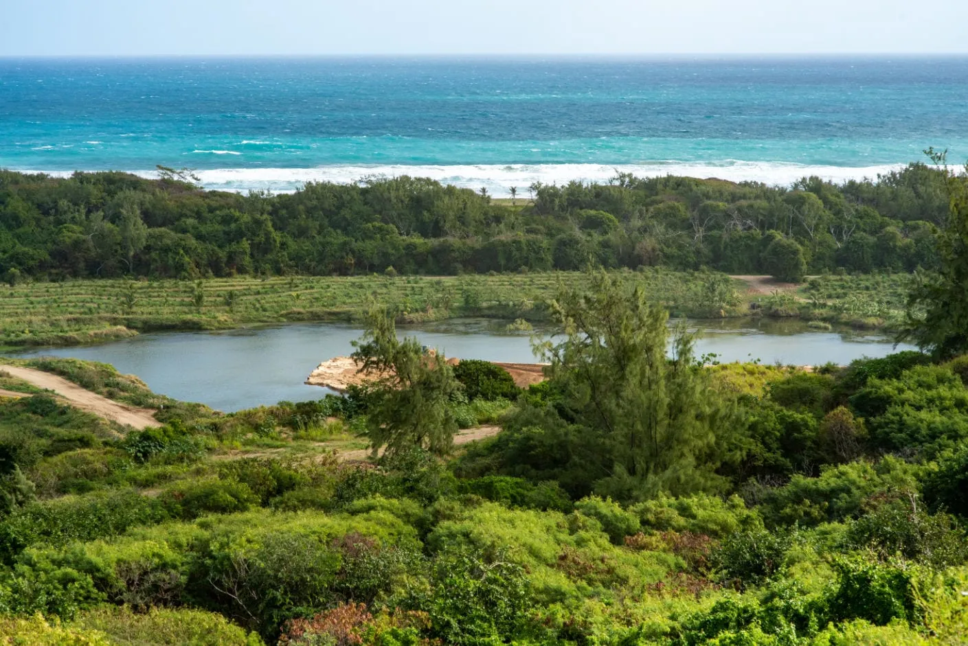 Regenerated landscape