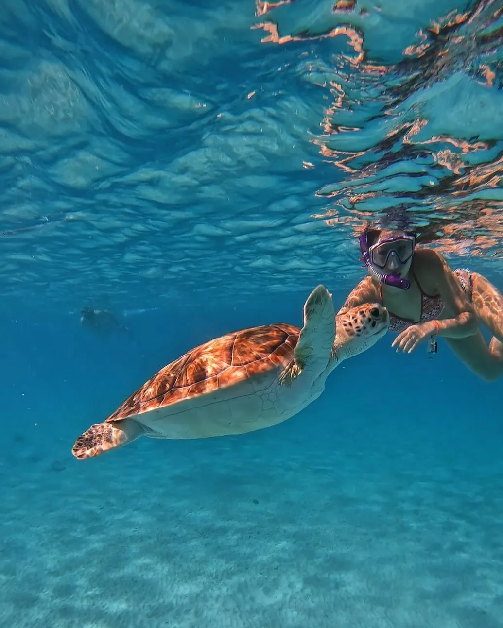 swimming with turtles