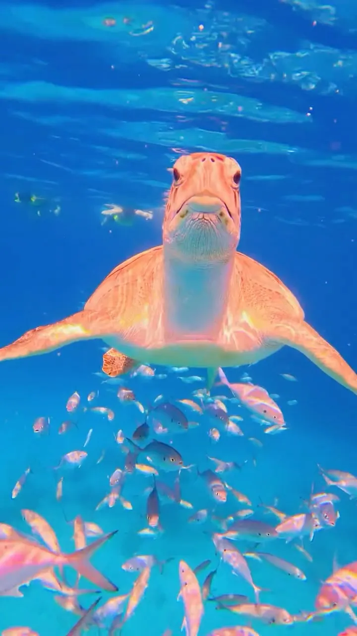 turtle with fishes