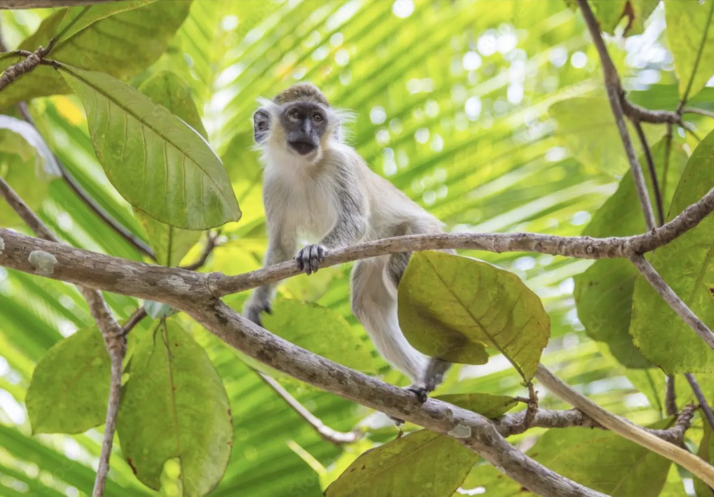 Baby Green Monkey