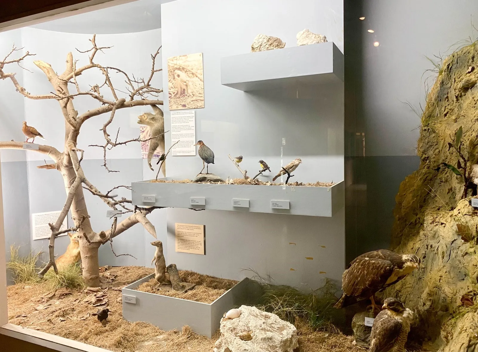 Barbados Museum and Historical Society