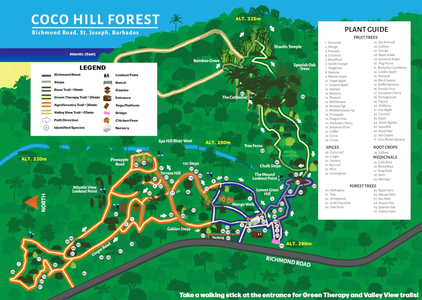 Coco Hill Forest