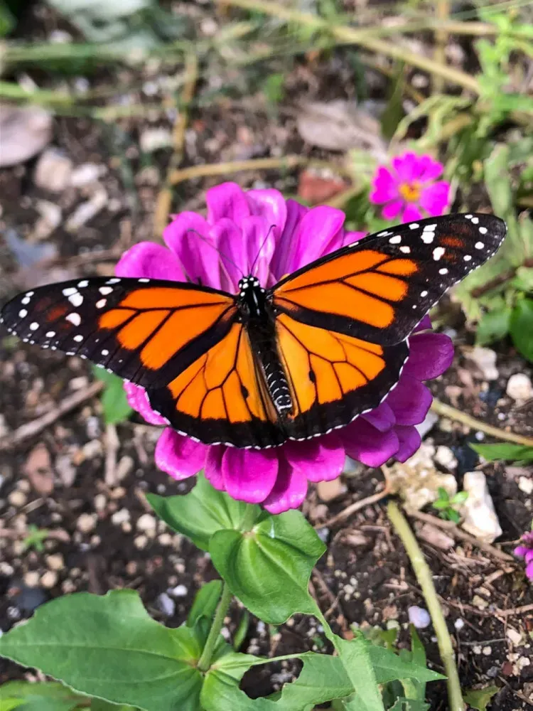 Andromeda Botanic Gardens