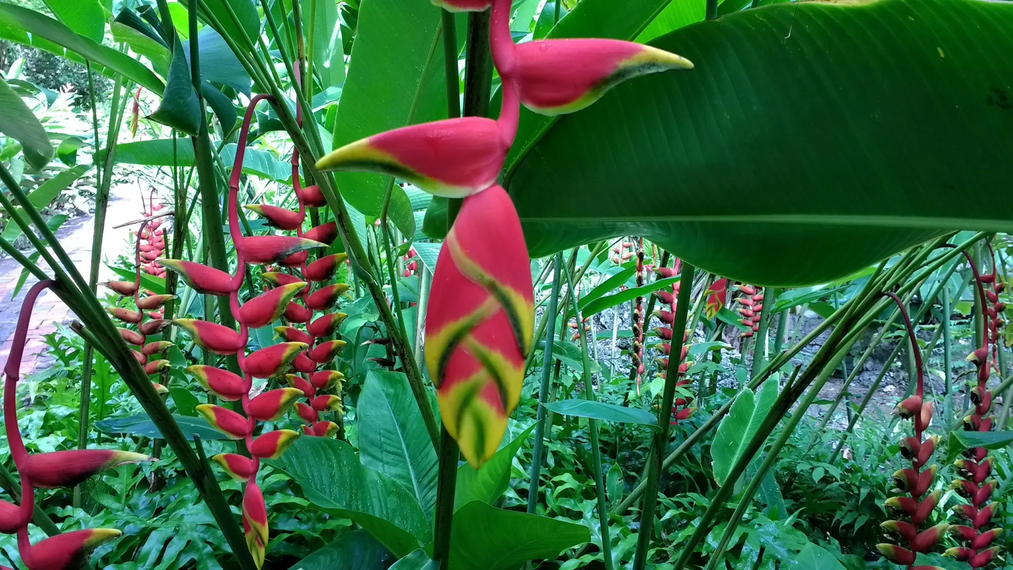 Andromeda Botanic Garden