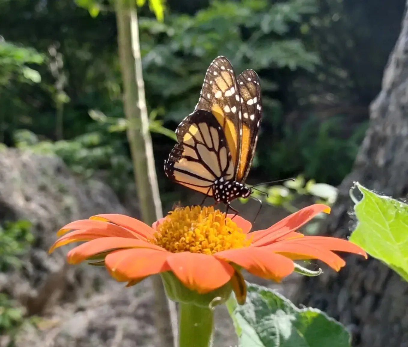 Andromeda Botanic Gardens