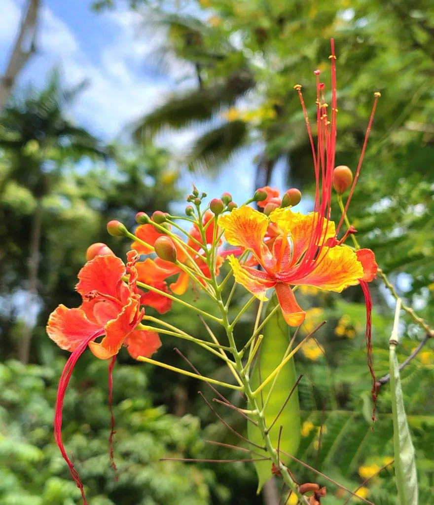 BarbadosAndromedaPrideofBarbadosMedicinal