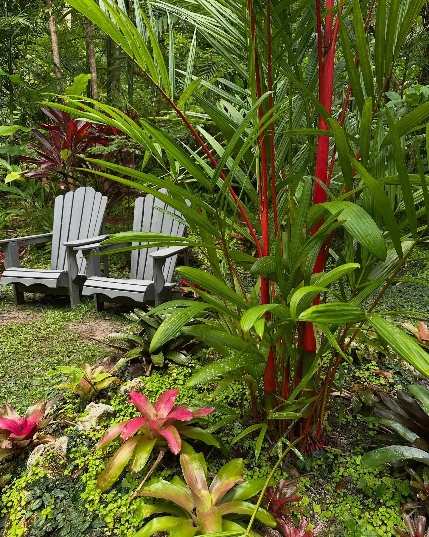 BarbadosBarbadosFlowerForestGardenChairs
