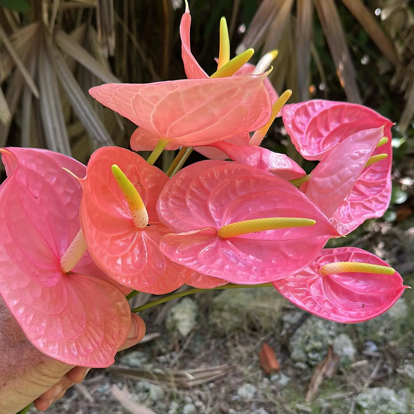 BarbadosBarbadosFlowerForestGardenPink