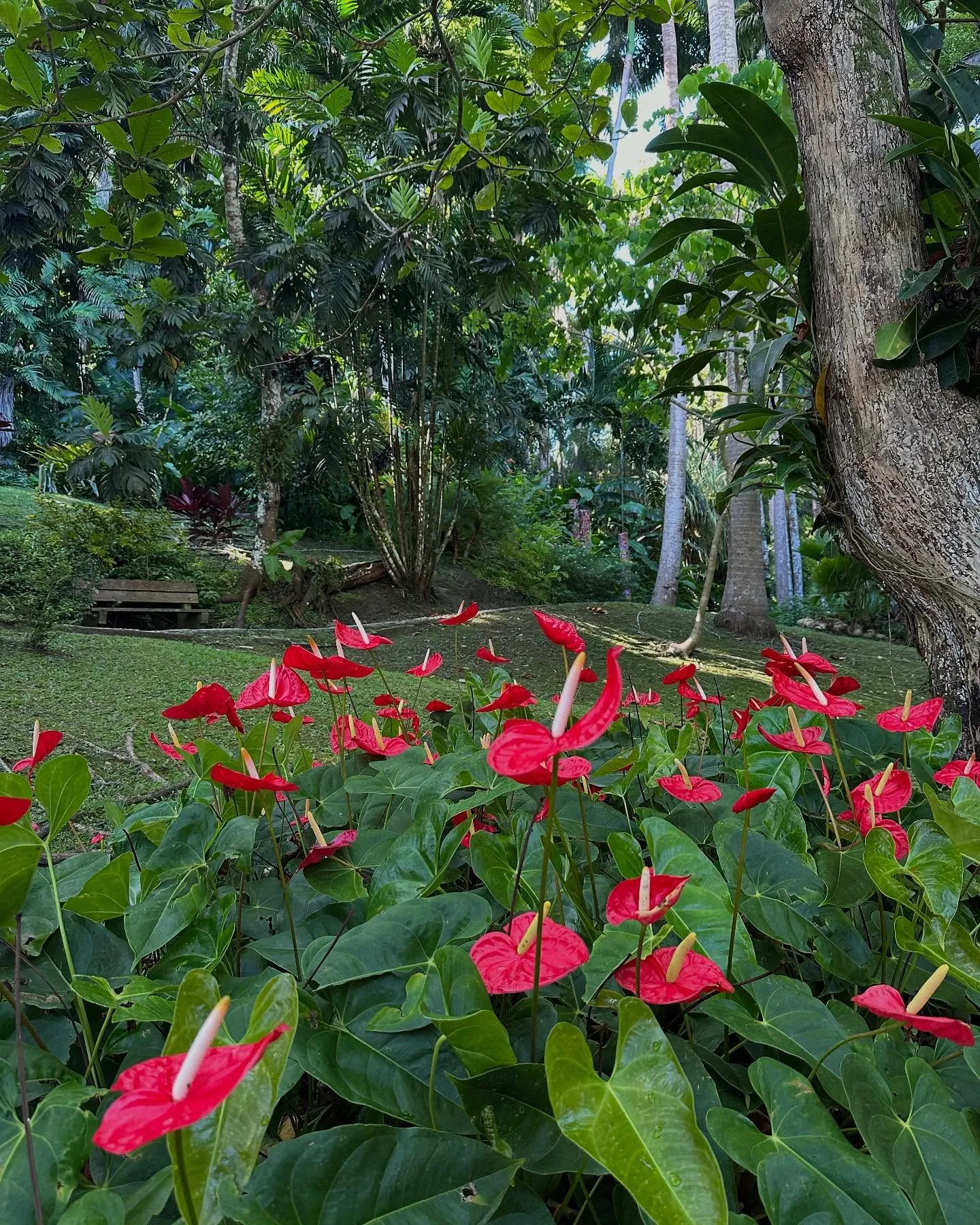 BarbadosBarbadosFlowerForestGardenRedFlowers