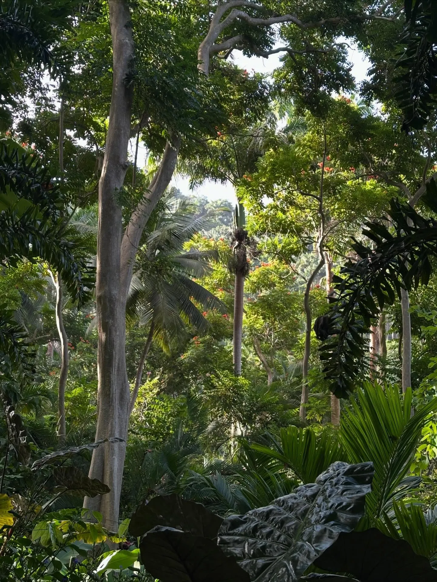 BarbadosBarbadosFlowerForestGardenTrees
