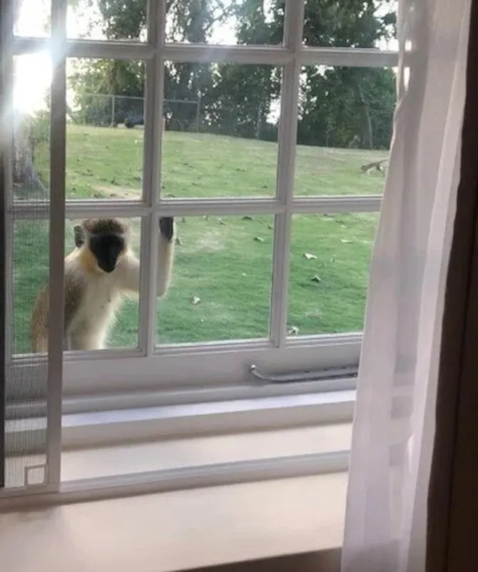 Colleton Great House