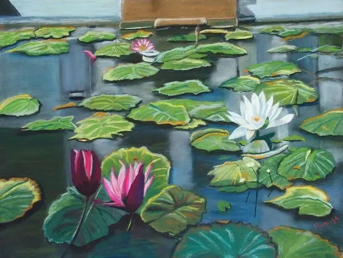 Lily Pond