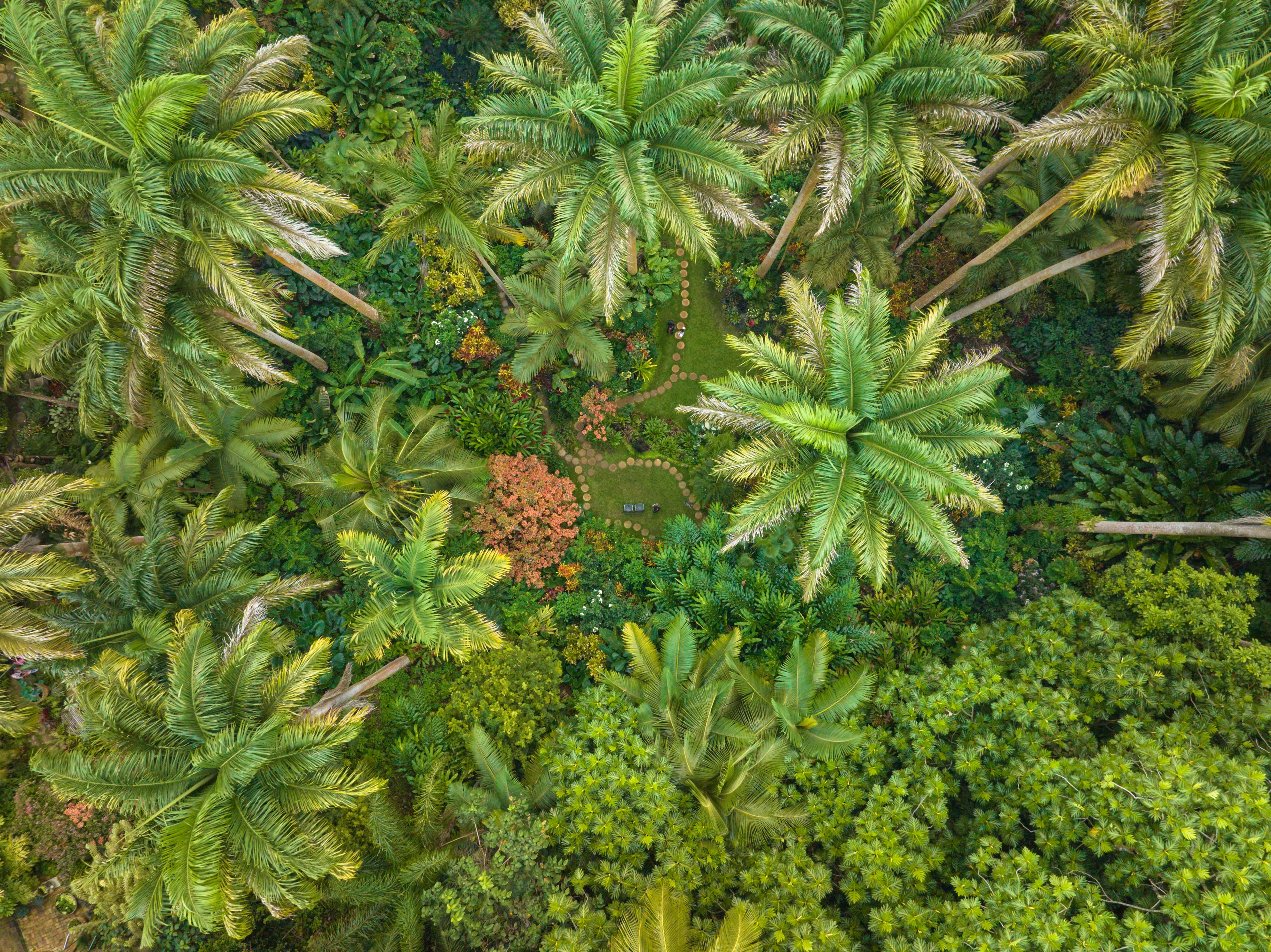 Barbados_From_Chukka_Huntes_Gardens Drone_0926.jpg
