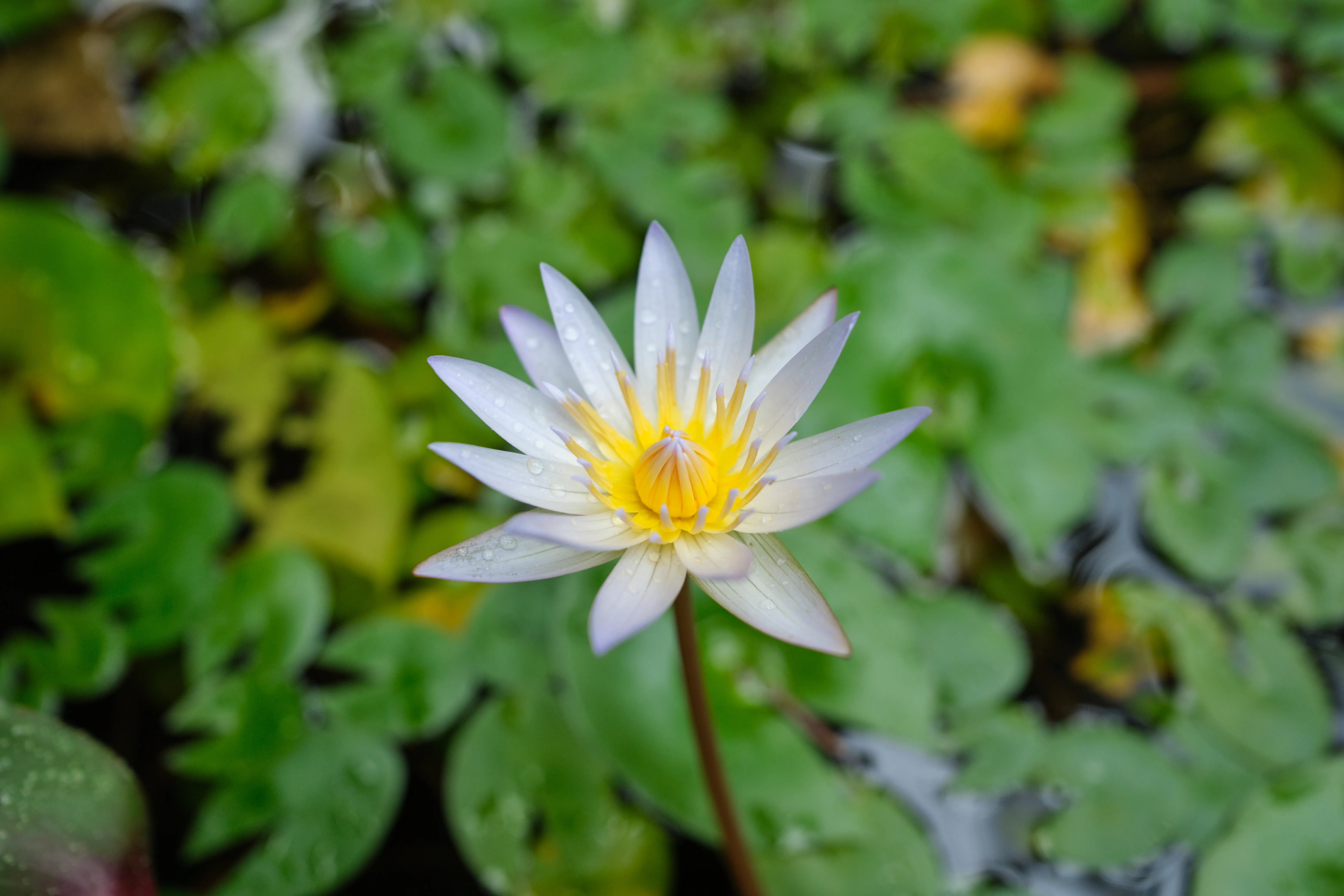 Barbados_From_Chukka Huntes Gardens_Flower_Pond_DSF8746.jpg