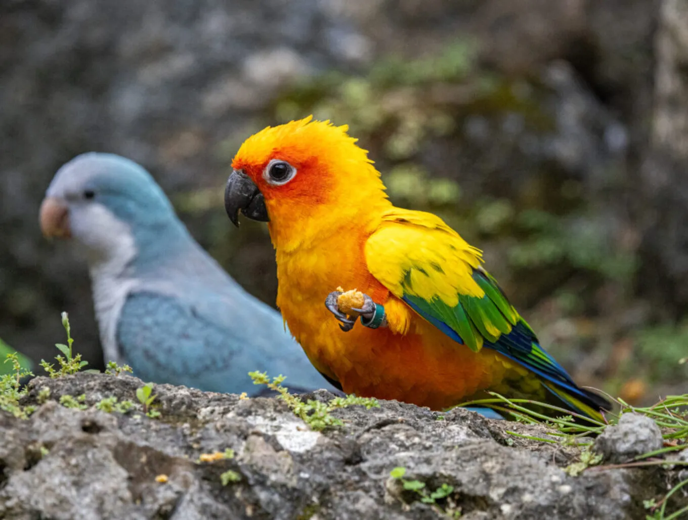 Bright Bird