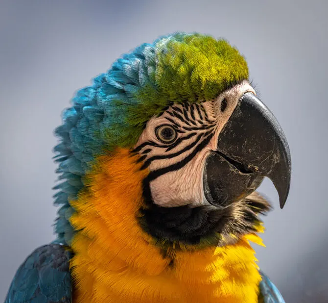 Parrot