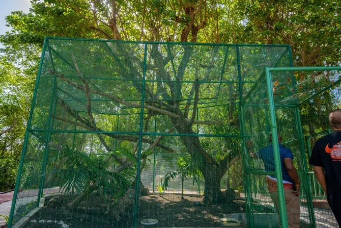 Iguana Tree