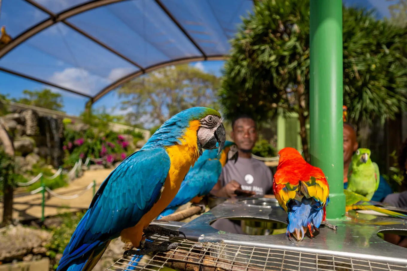 Feeding bird