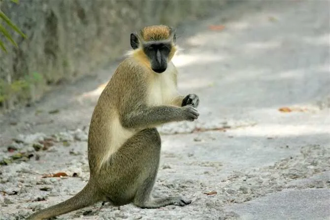 Monkey