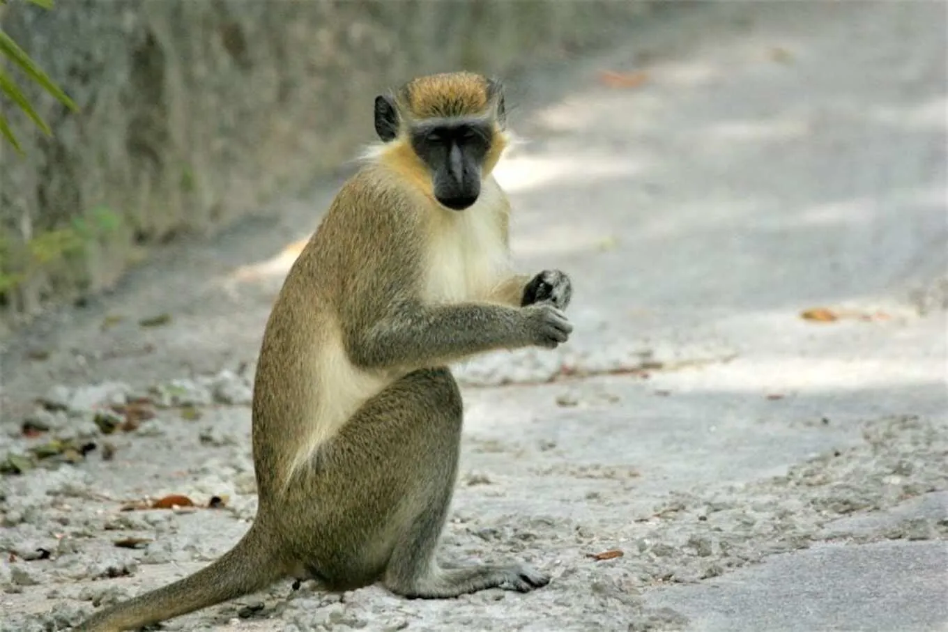 Monkey