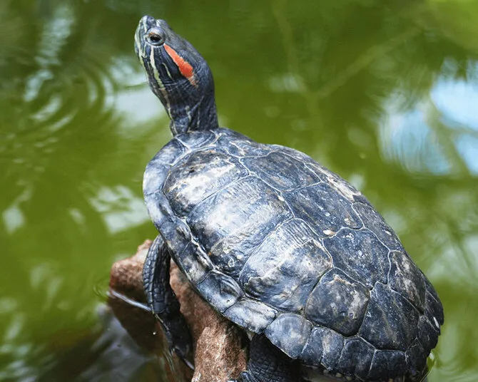 Turtle