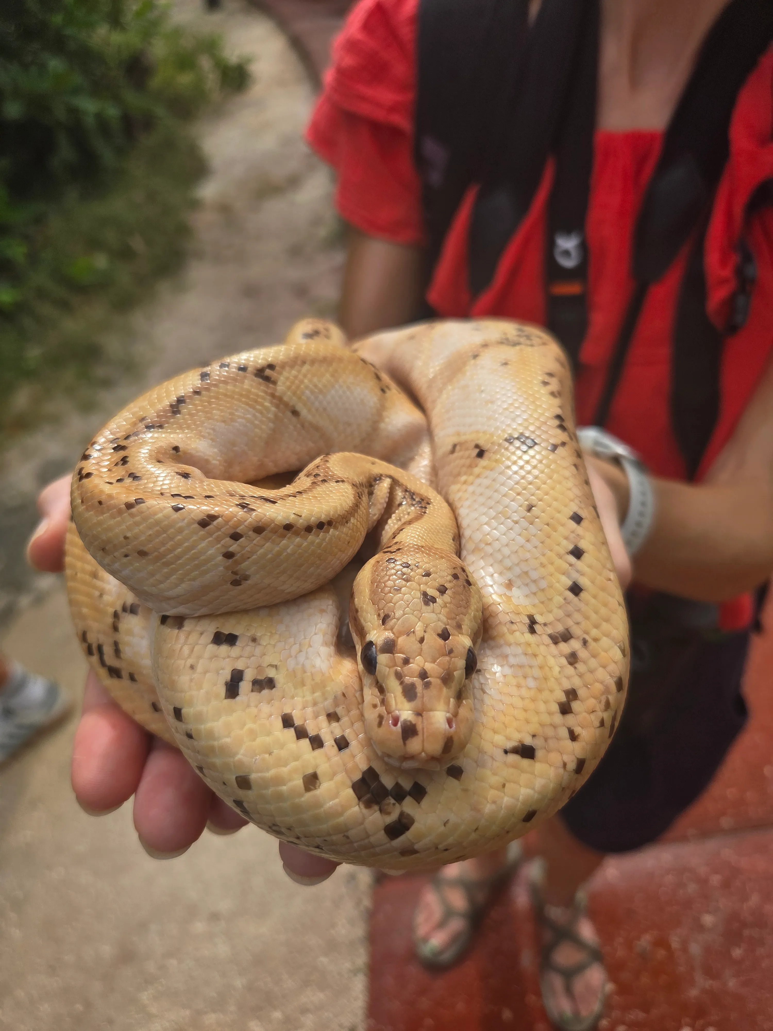 BarbadosGraemeHallSnakeJayneHold