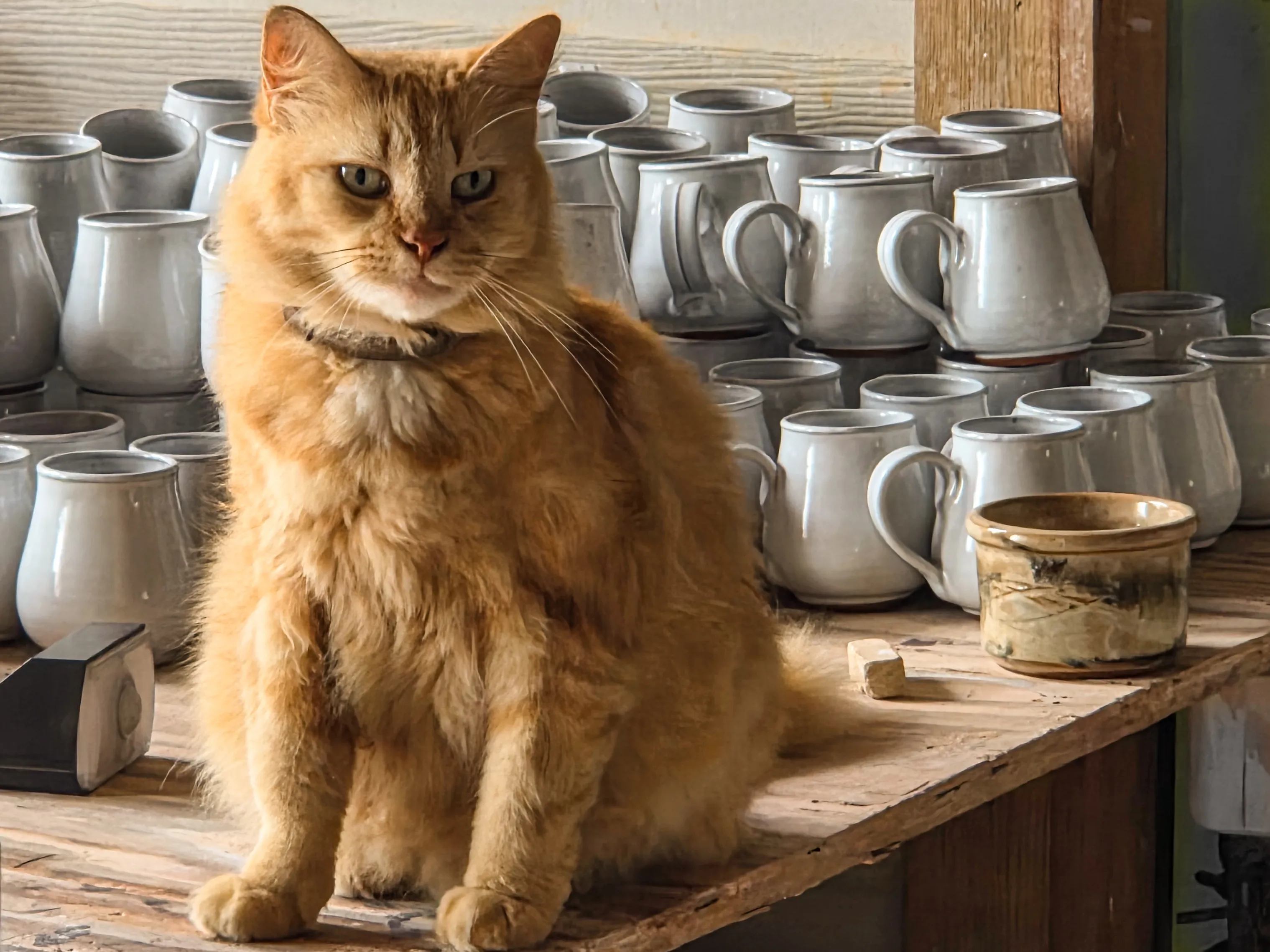 Barbados_Highland_Pottery_Brown_Gal_Cat-Jayne.jpg