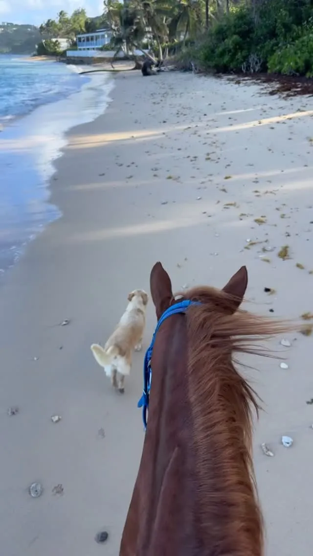 Barbadosoceanechostableshorseanddog