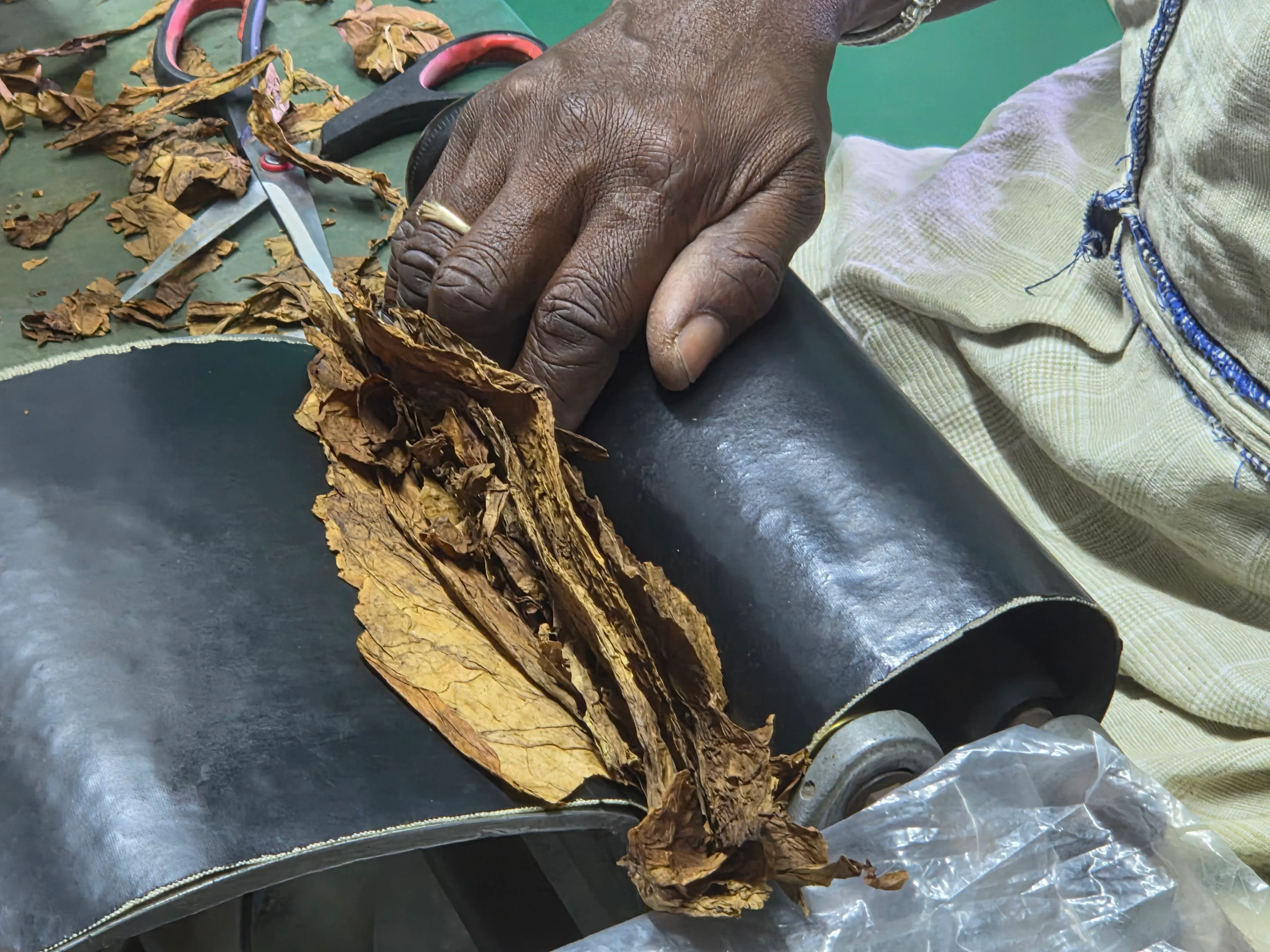 Barbados_Royal_Caribbean_Cigar_Leaf.jpg