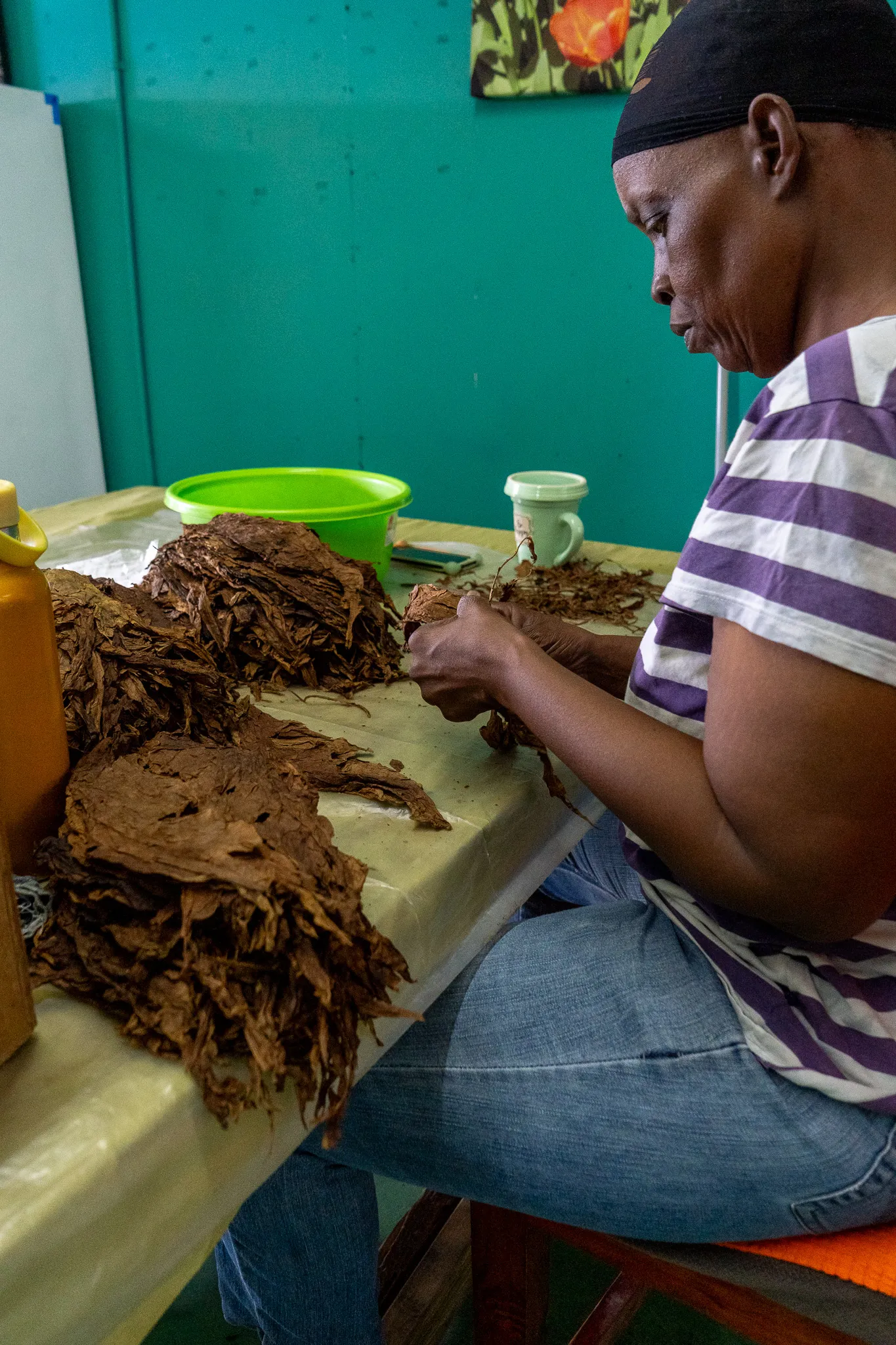 Barbados_Royal_Caribbean_Cigar_Sorting_Vertical_2.jpg