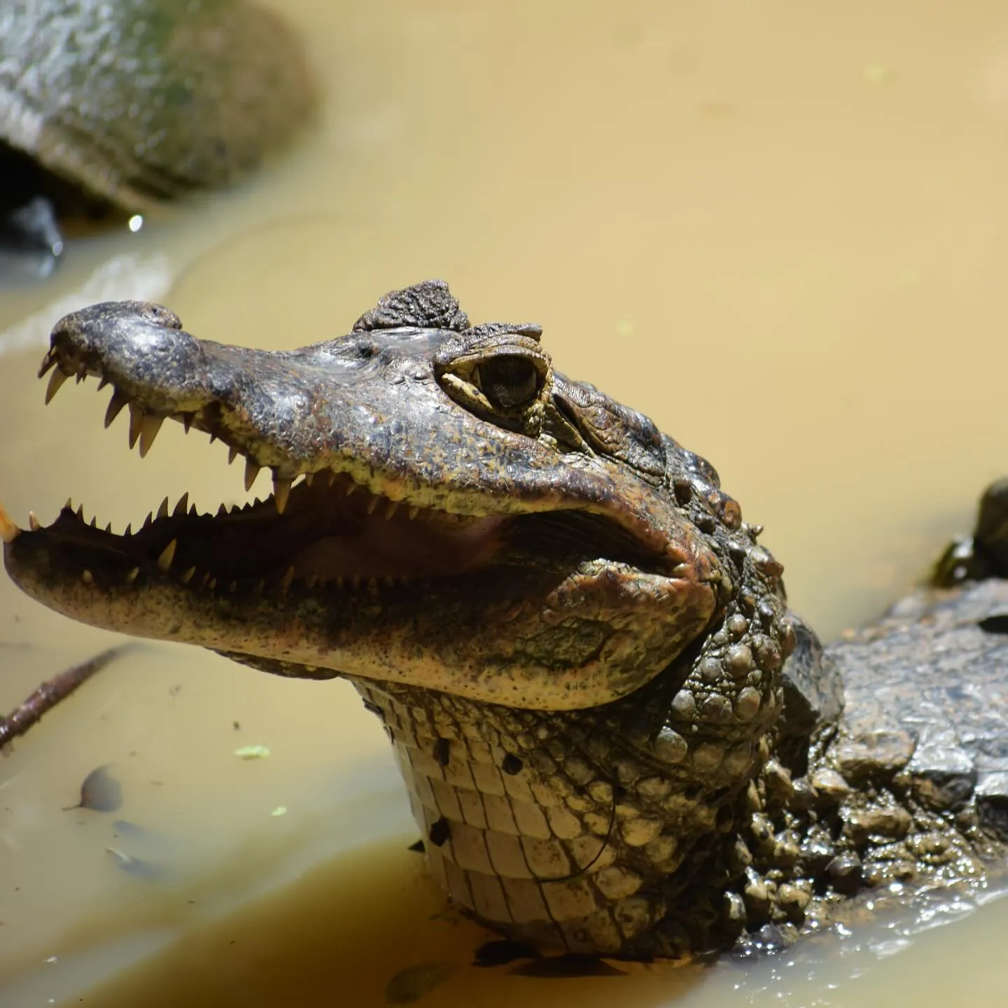 BarbadosWildlifeReserveGrenadeHallCayman
