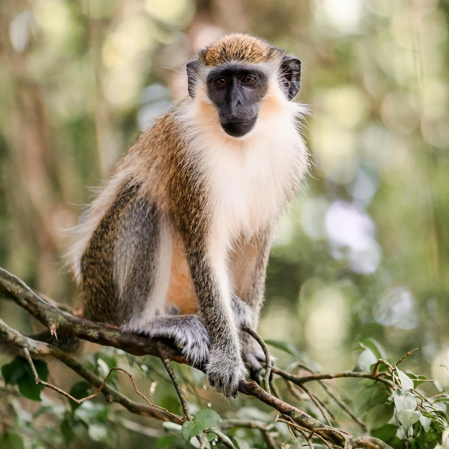 BarbadosWildlifeReserveGrenadeHallMonkey