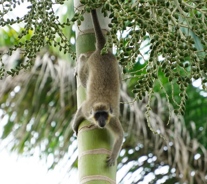 green monkey