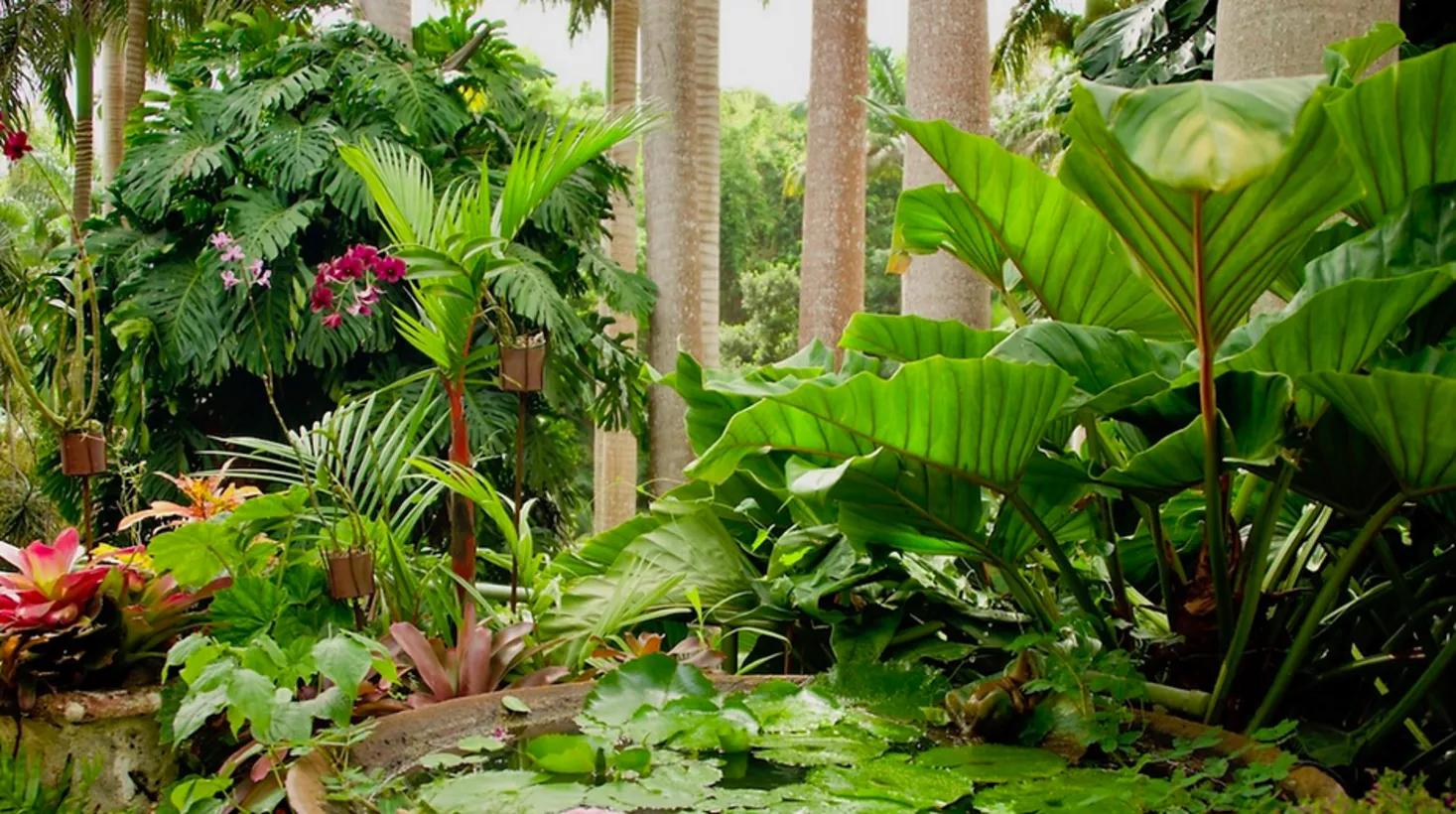 Tropical gardens