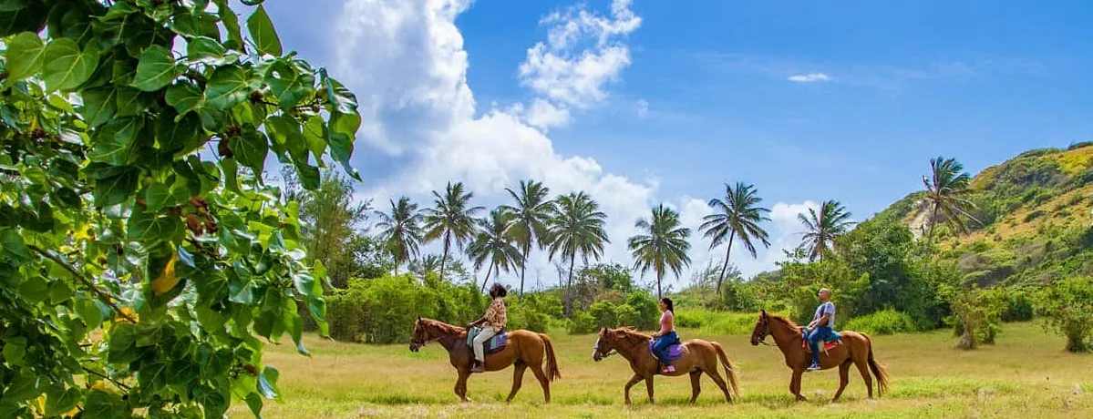 Ocean Echo Stables