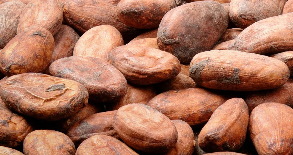 cocoa beans