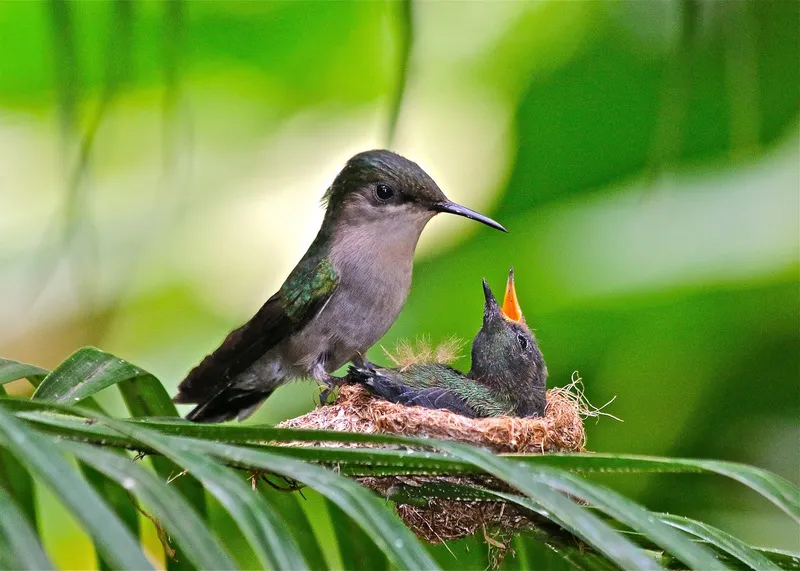 birds