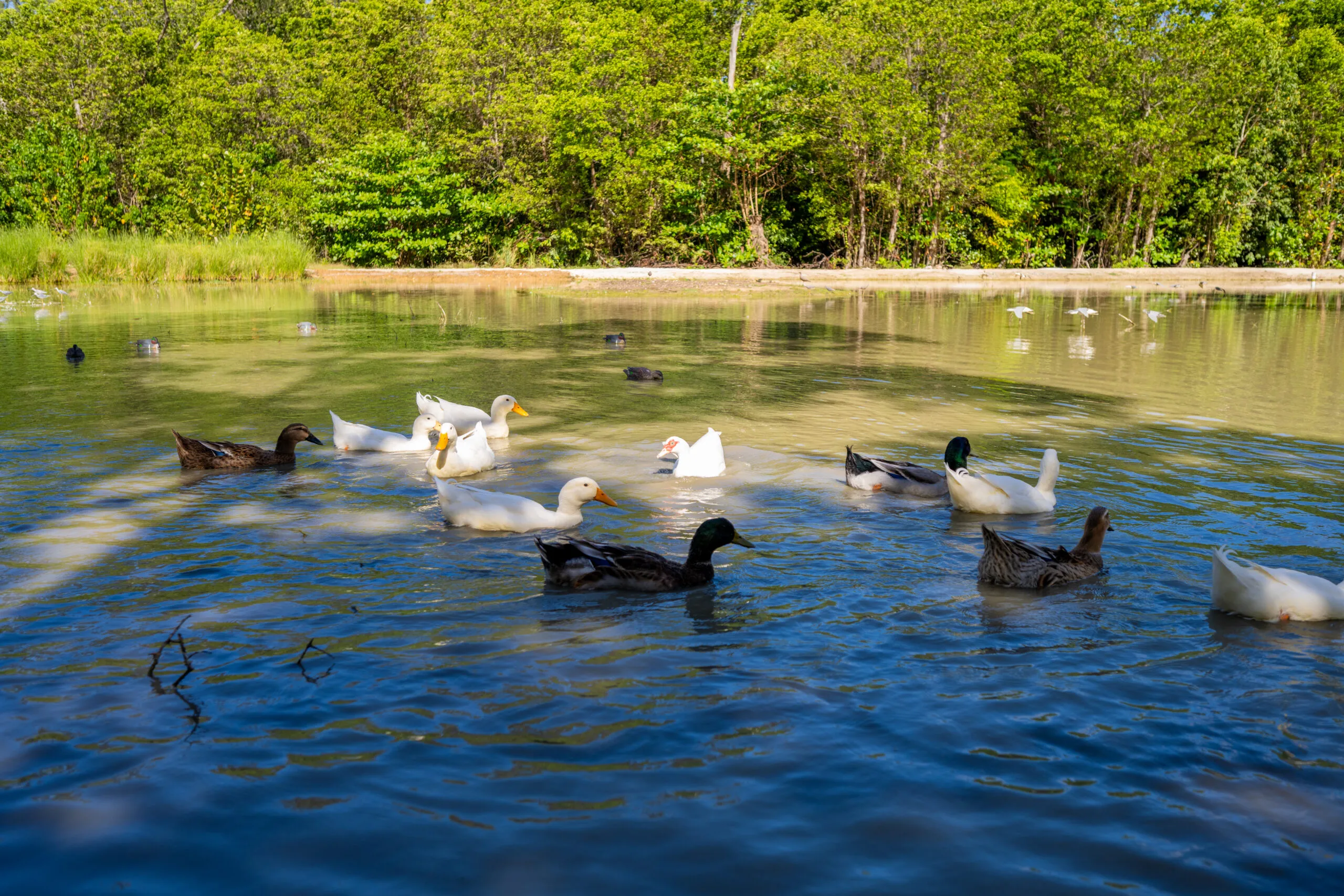 birds on the lake