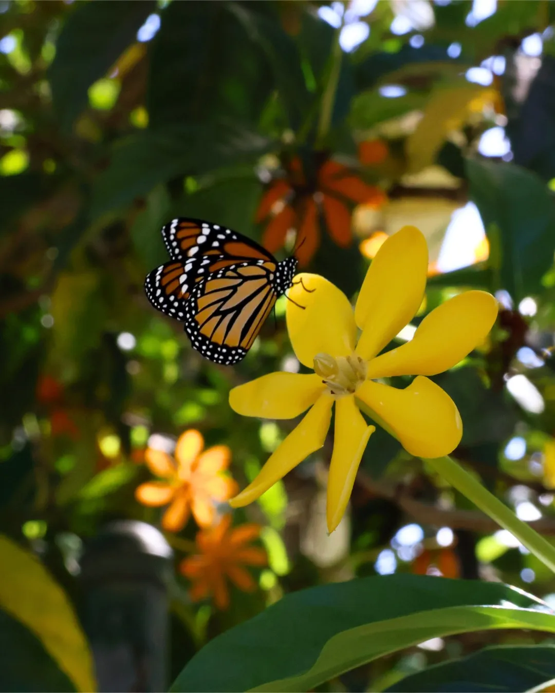 butterfly