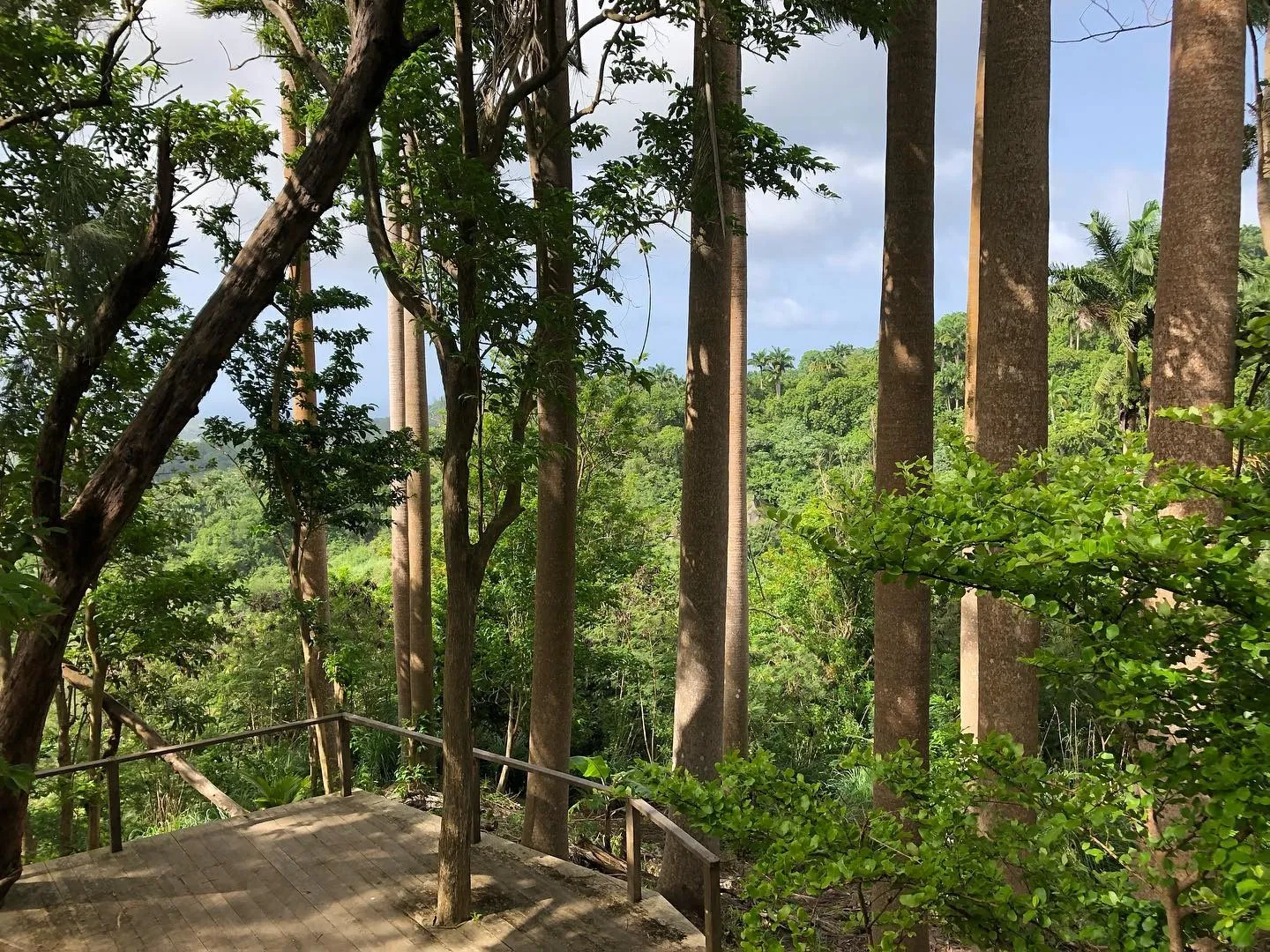 Coco Hill Forest