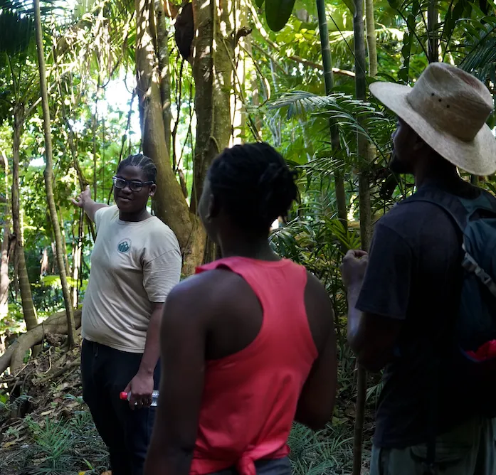 Coco Hill Forest